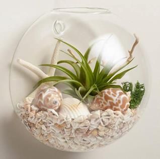 Glass Wall Hanging Dome